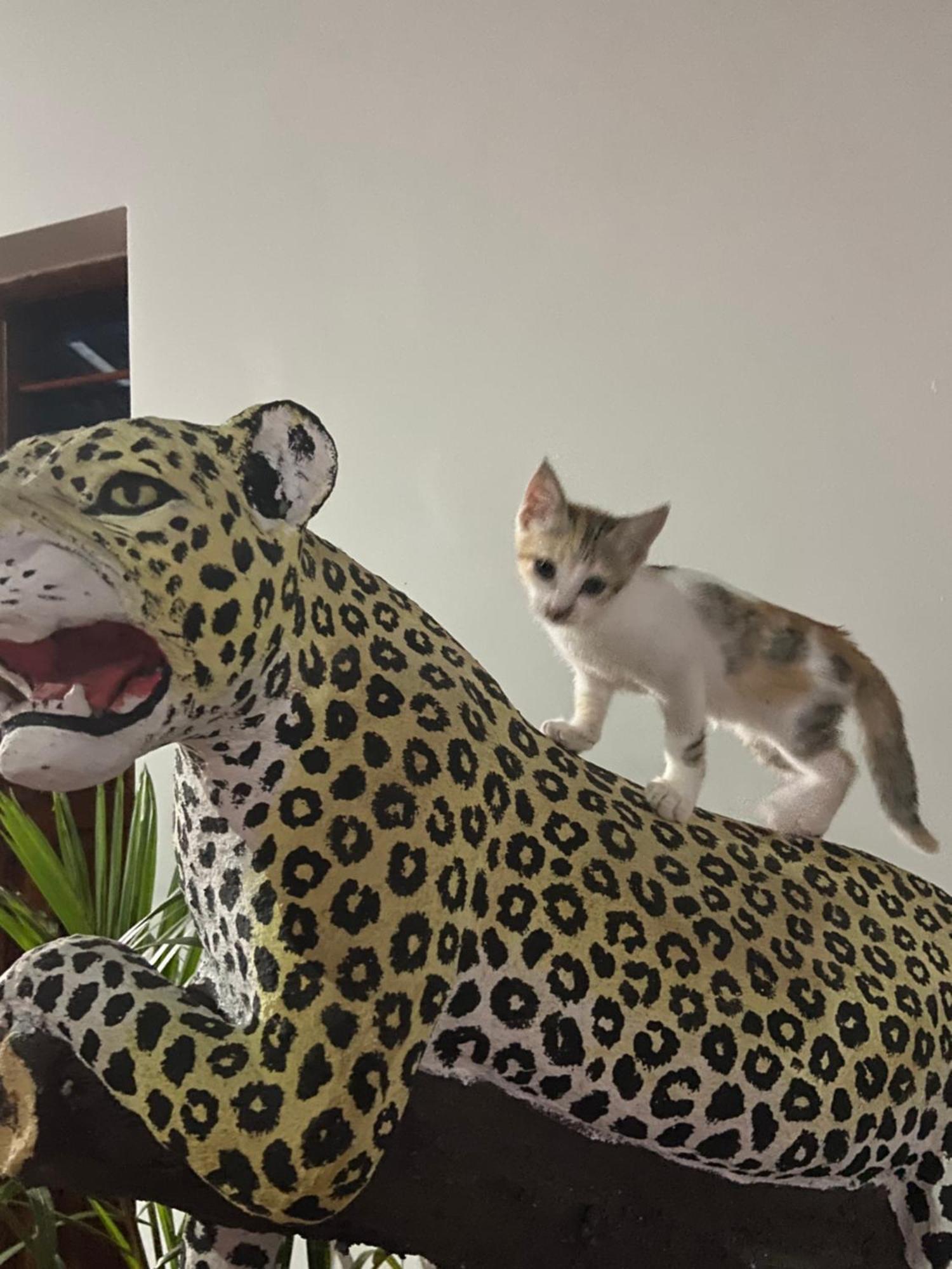 Waka Waka Panzió Pwani Mchangani Kültér fotó
